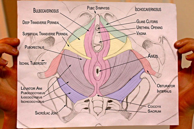 How To Unlock Your Pelvic Floor Muscles Use Them To Help