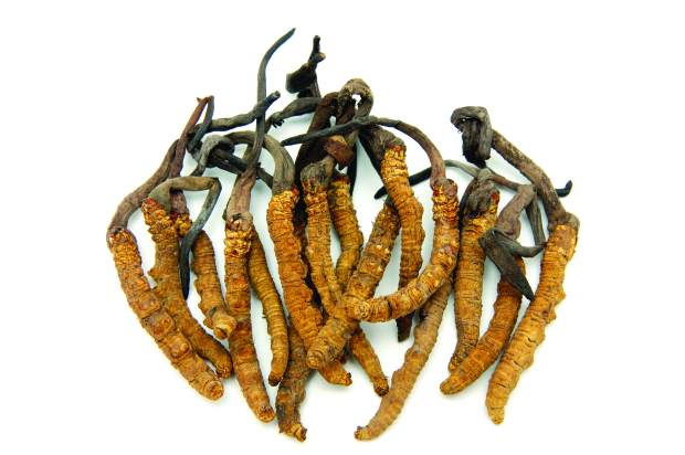 Cordyceps