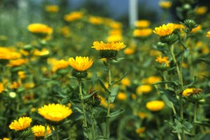 grindelia robusta