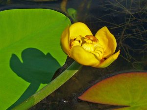 Nuphar luteum