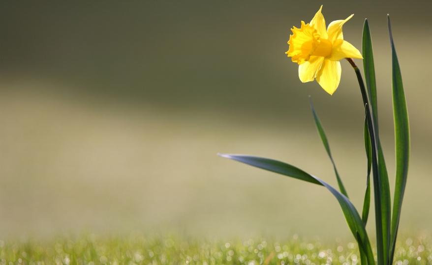 The daffodil is a natural remedy to fight cancer image 