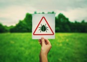  The protein that’s an early-warning system against Lyme disease