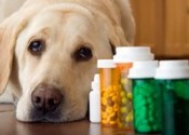 Ricetta veterinaria elettronica, incontro al ministero su nuovo regolamento europeo. I temi sul tavolo