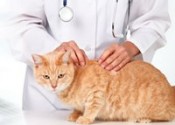 Ricetta elettronica veterinaria, nuova circolare ministeriale. Federfarma chiede modifica urgente